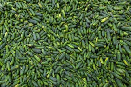 Pepinos