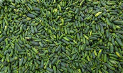 Pepinos