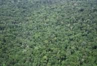 Cientistas identificam nova árvore nativa da Amazônia