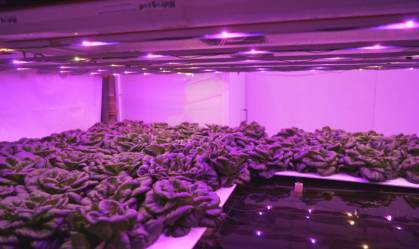 Novas formas de cultivo, como fazenda vertical urbana, são estudadas nas cidades