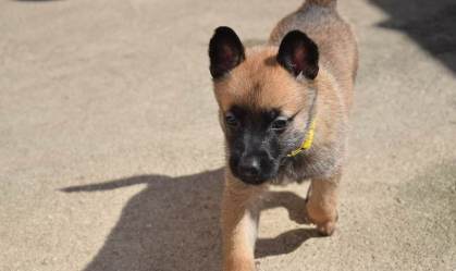 cães guarda RJ