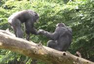 Macacos dizem olá e adeus, assim como os humanos, revela pesquisa
