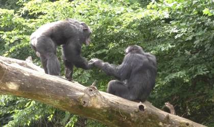 Macacos