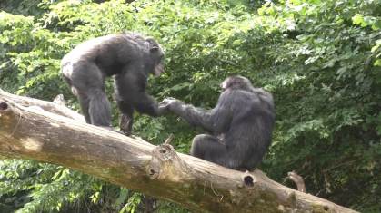 Macacos