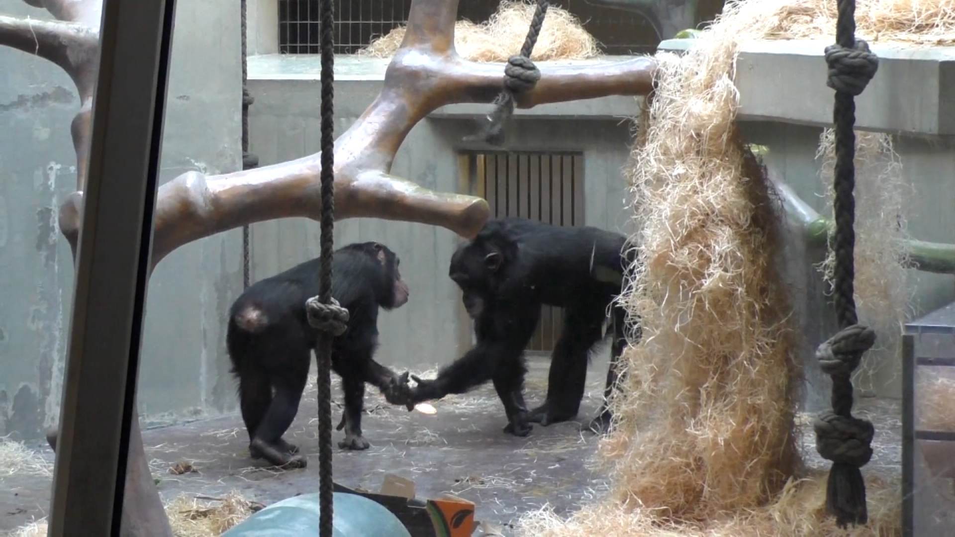 Macacos Macacos