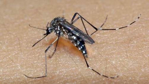Aedes aegypti,