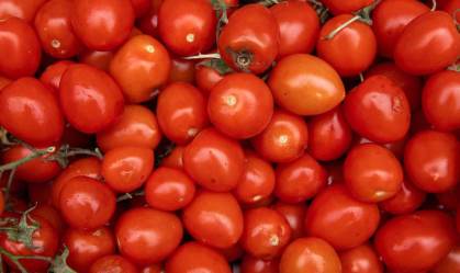 Sementes de tomate anão serão lançadas à Estação Espacial a bordo da SpaceX