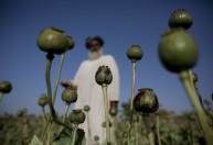 Ópio no Afeganistão: cultivo da papoula cresceu 37% em 2020