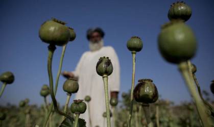 Talibã proíbe cultivo de drogas no Afeganistão, maior produtor do mundo de ópio