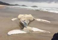 Baleia-jubarte de 9,6 metros encalha em praia no sul catarinense