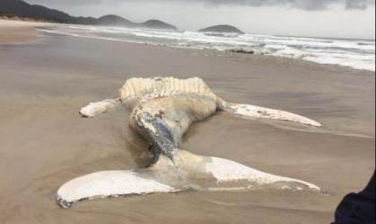 Baleia-jubarte de 9,6 metros encalha em praia no sul catarinense