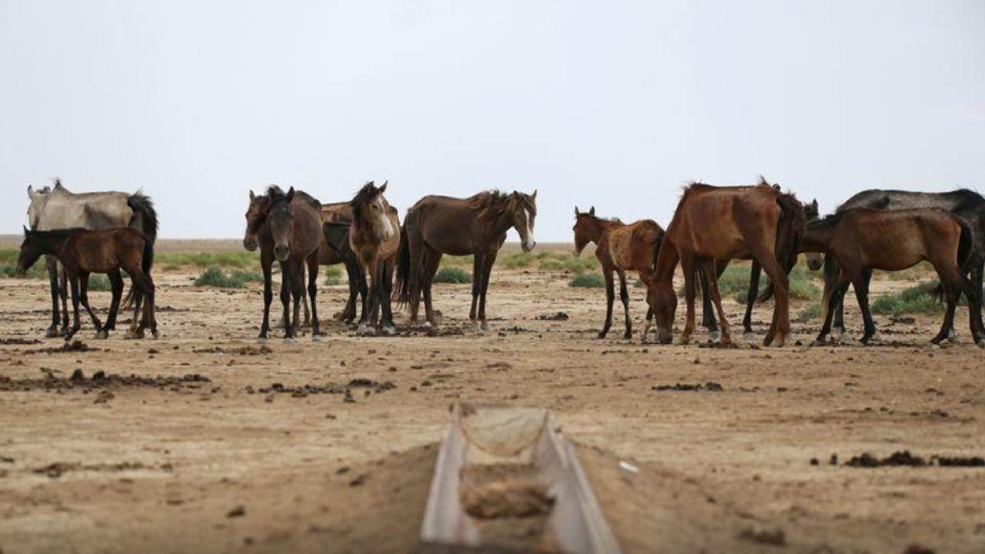 Cavalos no Cazaquistão