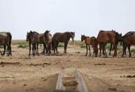 Justiça condena seis pessoas por venda de carne de cavalo no Rio Grande do Sul