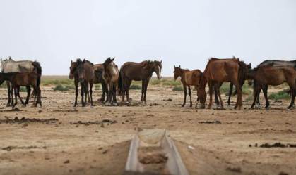 Domesticação de cavalos aconteceu há 4.200 anos, conclui novo estudo