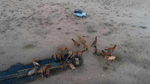 Cavalos no Cazaquistão