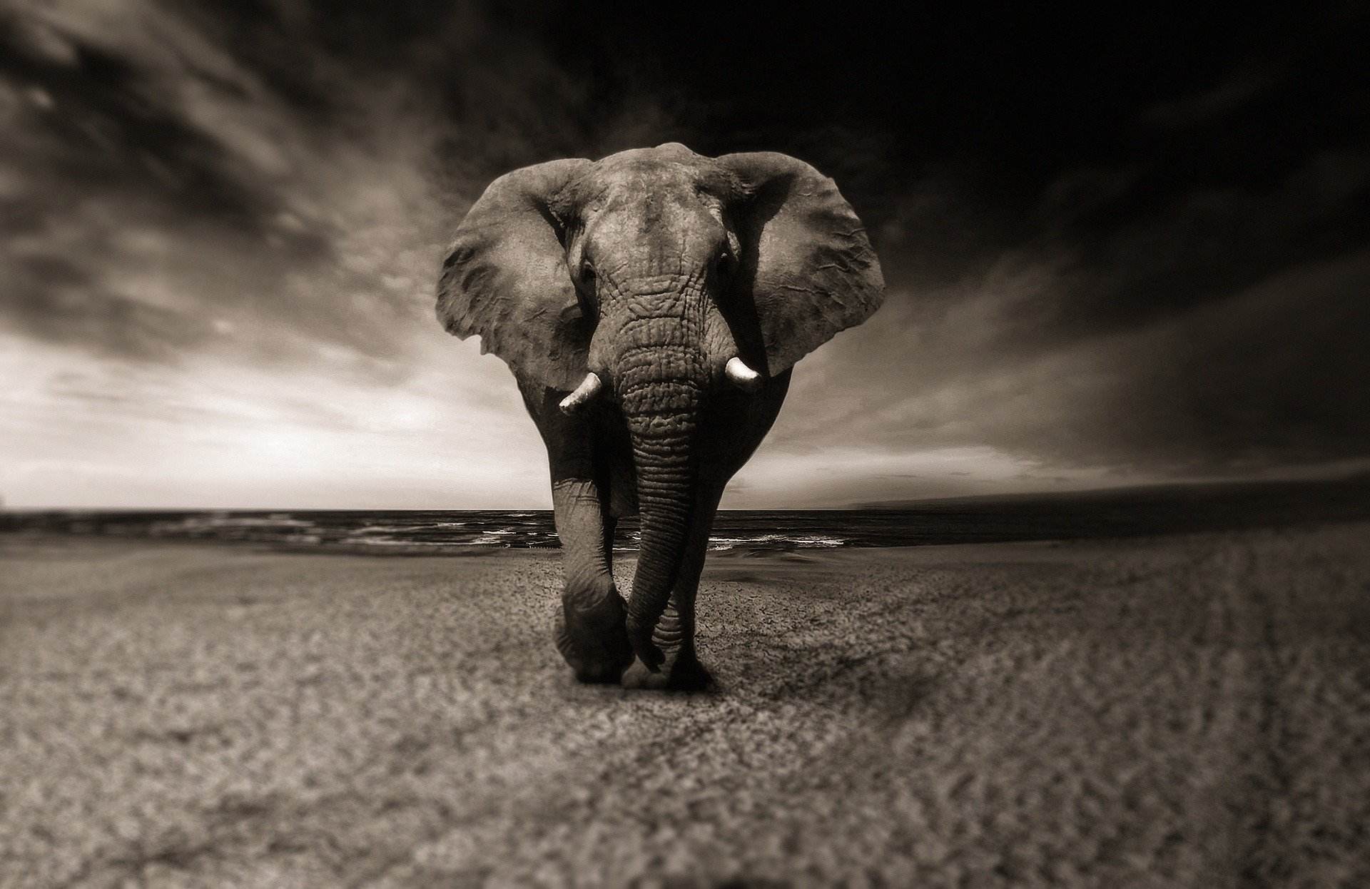 Elefante / Christine Sponchia por Pixabay