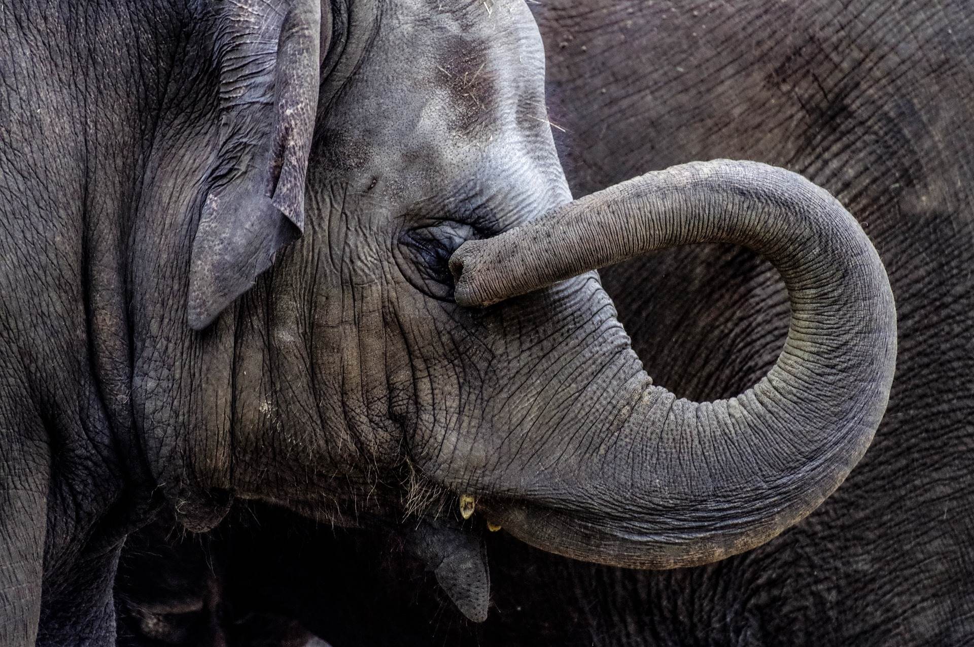 Tromba do elefante pode ajudar na robótica