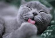 Veja por que os gatos ronronam e 9 outros fatos sobre eles