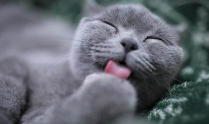 Miar, arranhar, enroscar-se: descubra o motivo de alguns comportamentos de gatos
