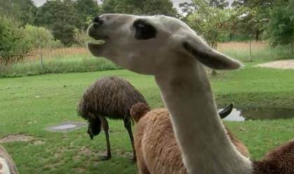 lhamas