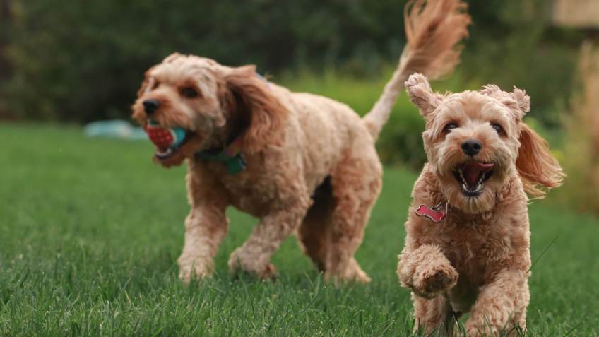 Cães podem ajudar na prática de exercícios físicos / Mia Anderson/UnSplash