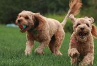 Justiça confirma condenação de homem que envenenou cães com chumbinho