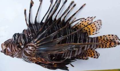 Aparições de peixe venenoso em Fernando de Noronha preocupam especialistas