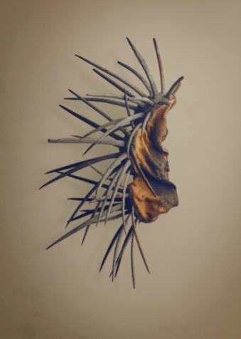 Eriosyce aurata (Sandillon) - Esta semente vem de um cacto encontrado no Chile. “Esse foi selecionado porque tem personalidade visual, com os espinhos protegendo a semente. Você não vê isso em um dia normal”, diz Biss. / The Hidden Beauty of Seeds and Fruits, Copyright Levon Biss 2021