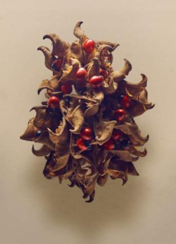 : As sementes da ervilha-do-rosário são usadas como decoração em colares e como contas em instrumentos de percussão, mas são altamente tóxicas e comer apenas uma pode matar um adulto - algo que a planta comunica visualmente com seus olhares nervosos. / The Hidden Beauty of Seeds and Fruits, Copyright Levon Biss 2021