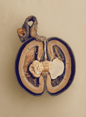 Coco-do-mar (Lodoicea maldivica) - O coco de mer, também conhecido como coco duplo ou coco marinho, é uma palmeira nativa das Seychelles que produz a maior semente do mundo. Comercializada durante séculos por sua aparência e qualidades exóticas, ela agora está altamente ameaçada de extinção, com pouco mais de 8.000 palmeiras adultas deixadas na natureza. / The Hidden Beauty of Seeds and Fruits, Copyright Levon Biss 2021