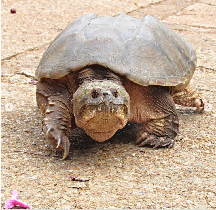 A força da mordida da tartaruga-mordedora pode chegar a 600 quilos / Instagram/Zoológico da Cidade da Criança