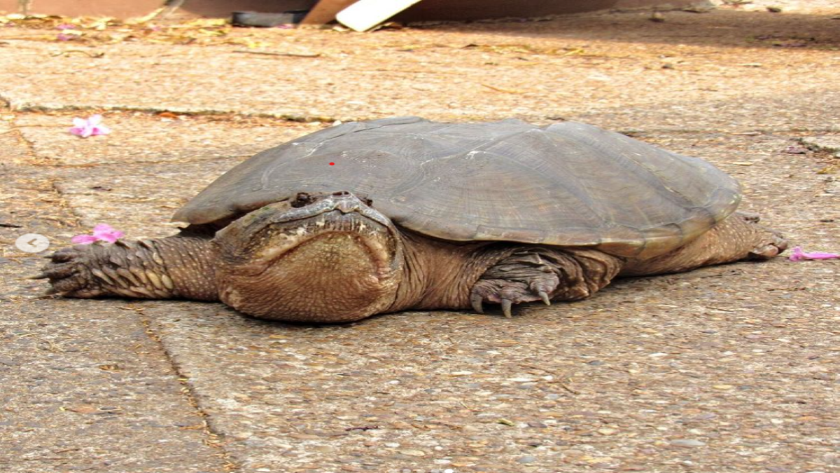 Tartaruga-mordedora é considerado um animal perigoso e agressivo / Instagram/Zoológico da Cidade da Criança