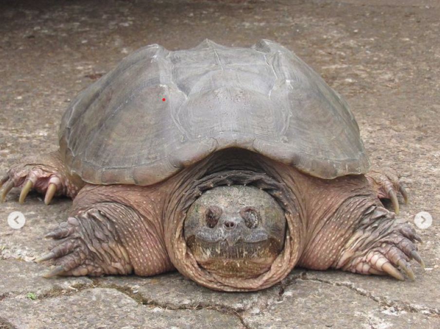 A tartaruga-mordedora é semiaquática de água doce, vive em beira de rios e lagos / Instagram/ Zoológico da Cidade das Crianças