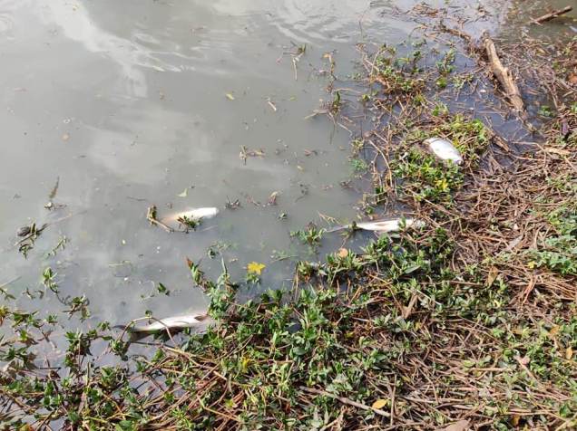 Peixes mortos devido à lama que cobriu o Rio Tietê em Salto (SP) / Facebook/Edemilson Santos, vice-prefeito de Salto