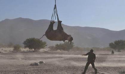 Estudo sobre pendurar rinocerontes de ponta-cabeça leva prêmio satírico do Nobel