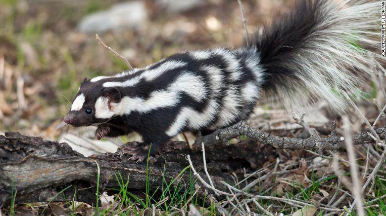 210831142801-01-spotted-skunks-exlarge-169-Rob Fleischman
