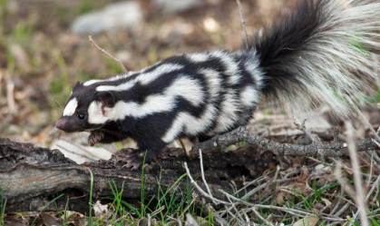 210831142801-01-spotted-skunks-exlarge-169-Rob Fleischman