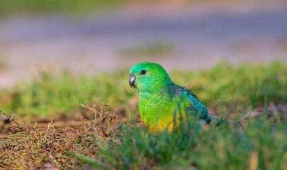 Animais estão 'mudando de forma' em resposta às mudanças climáticas