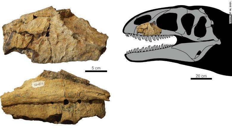 Fóssil foi descoberto na década de 1980, mas apenas com análises recentes os paleontólogos concluíram ser uma espécie de dinossauro até então desconhecida / Tanaka Et Al 2021