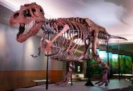 Ancestrais do T. rex usaram ponte terrestre para ir da Ásia à América