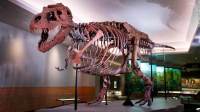 Ancestrais do T. rex usaram ponte terrestre para ir da Ásia à América