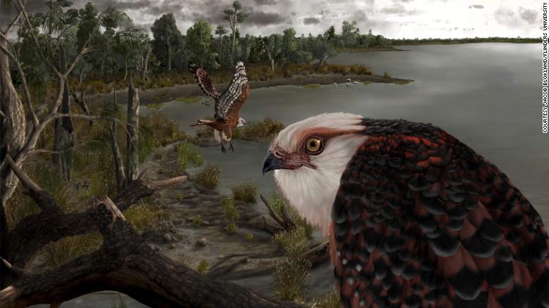 210927020601-03-eagle-fossil-hunted-koala-exlarge-169 (1)