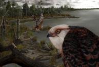 Fóssil de águia rara de 25 milhões de anos é encontrado na Austrália
