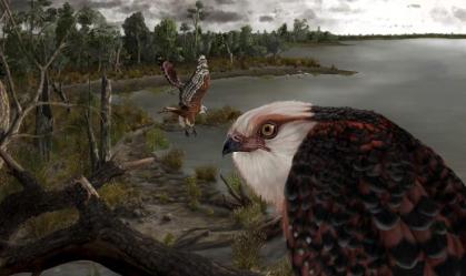 Fóssil de águia rara de 25 milhões de anos é encontrado na Austrália