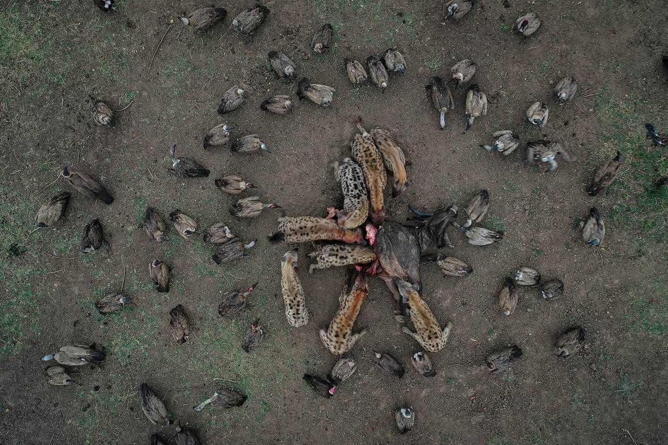 Hienas se alimentando de um búfalo na Zâmbia. / Igor Altuna / Drone Awards 2021