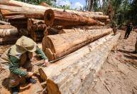 Desmatamento na Amazônia em agosto é o pior em dez anos