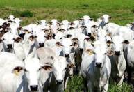 Suplemento pode reduzir gás metano de vacas e gerar lucro para agricultores