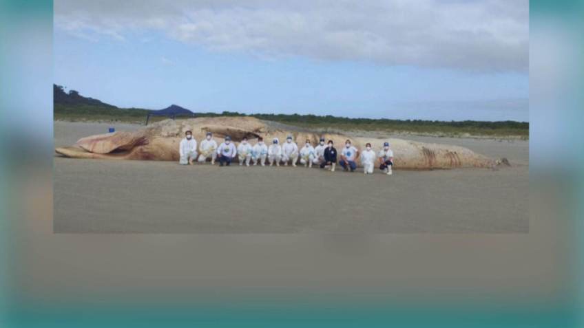 Baleia-fin de quase 20 metros é encontrada encalhada no litoral do Paraná / Reprodução/CNN Brasil (23.set.2021)