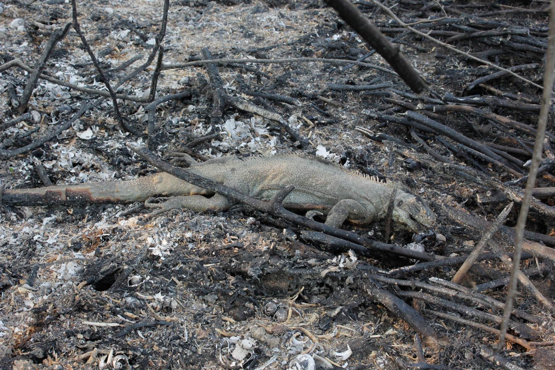Carcaça de animal morto em incendios florestais entres as cidades de Miranda e Corumbá, no MS