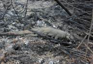 Incêndios no Pantanal mataram quase 17 milhões de animais vertebrados em 2020